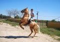 Palomino Stallion Lusitano 