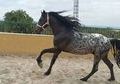  Stallion  Appaloosa FLAMENCO