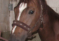 Compartir caballo westfaliano fines de semana (pupilaje)