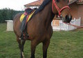 CABALLO ANGLO-ARABE, LARGAS RUTAS, RAID. CABALLO ANGLO-ARABE, LARGAS RUTAS, RAID.