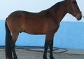 Caballos Marathon y Arreos