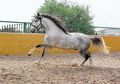PRE EN VENTA DE NOMBRE: SULTAN CH