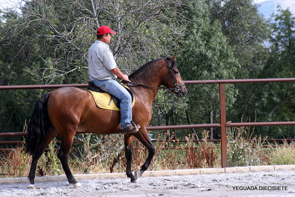 TRES  CABALLOS  PRE
