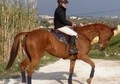 Caballo de salto espectacular! Para 1.20-1.30