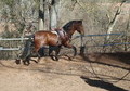 altanero rv (potro) altanero rv (potro)