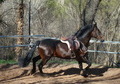 Aquiles rv (potro)