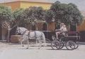 PURA RAZA ESPA&Ntilde;OL MONTADO Y ENGANCHADO