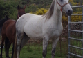CABALLO TORDO DOMADO