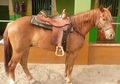 Caballo alazán cruce de árabe Caballo alazán cruce de árabe