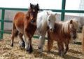 PONIS EN VENTA PONIS EN VENTA