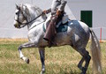 trabajar caballos