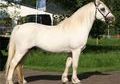 PONI WELHS TORDO