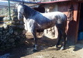 yegua hispanolusa garantizada