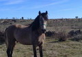 CABALLO PRE BAYO