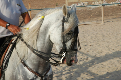 Yeguada Tudela Espin