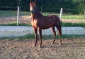 Visit our website purebred Spanish.