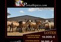 LOTE DE POTROS DE CAPA BAYA 