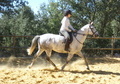 Caballo Cruzado Tordo