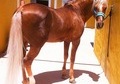 precioso caballo Palomino