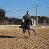 ARTILERO AL TROTE