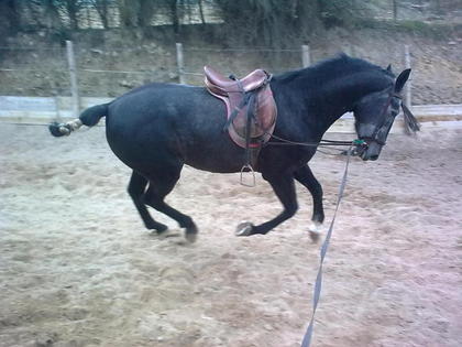 Cascabel