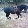 Galope