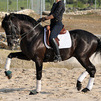 CABALLO P.R.E.