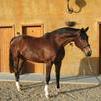 Caballo x Florestan Caballo x Florestan
