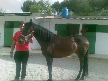 estrella