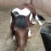 Pio en la cuadra Pio en la cuadra