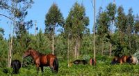 La lenta desaparición del caballo de Castrove