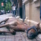 C�mo actuar ante el maltrato a caballos