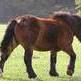 Conservaci�n y mejora del caballo de monte del Pa�s Vasco