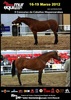 Equimur 2012 - II Concurso de Caballos Hispano-�rabes