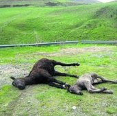 Caballos muertos en el puerto de Pajares (Asturias)