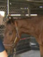 Contin�a el abandono de caballos en Miami