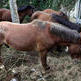 Cinco d�as para reclamar los caballos de Requi�n