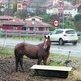 Caballos sueltos en las carreteras asturianas