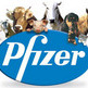 Pzifer e Hippolia se unen en la investigaci�n sobre salud equina