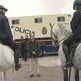 Efectivos de la Policia a caballo refuerzan los campos de �cija