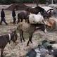 La Polic�a de Ibi confisca seis caballos y un burro por estar desatendidos
