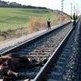 Un caballo es arrollado por un tren en las inmediaciones de C�diz