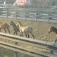 Seis caballos sueltos en la autopista de Barcelona