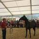 IX Edici�n del Concurso-Exposici�n de Caballos de Belmonte (Asturias)
