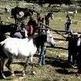 Ma�ana tendr� lugar la 'Pela del Potro' en Mata de Alc�ntara