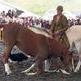Celebrada la Feria Caballar de Pascua en A Estrada
