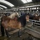 300 caballos en la Feria de Santa Mar�a de Torrelavega