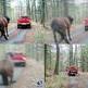 Yegua arrastrada con el coche por su due�o