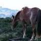 La Fiscal�a pide la absoluci�n de un due�o de un caballo con cepo
