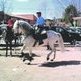 Nueva asociaci�n de amantes del caballo en Hell�n, Albacete